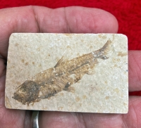Authentic Baby Knightia eocaena Green River Fossil Fish in Acrylic Case